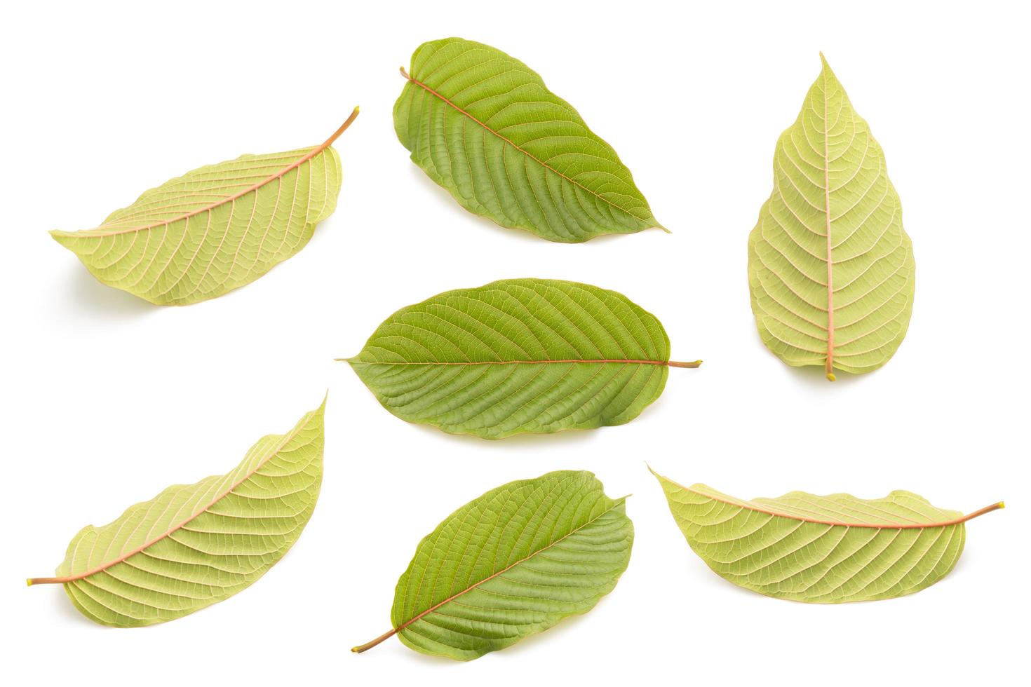 Fresh Mitragyna speciosa leaf or kratom tree. Studio shot isolated on white photo