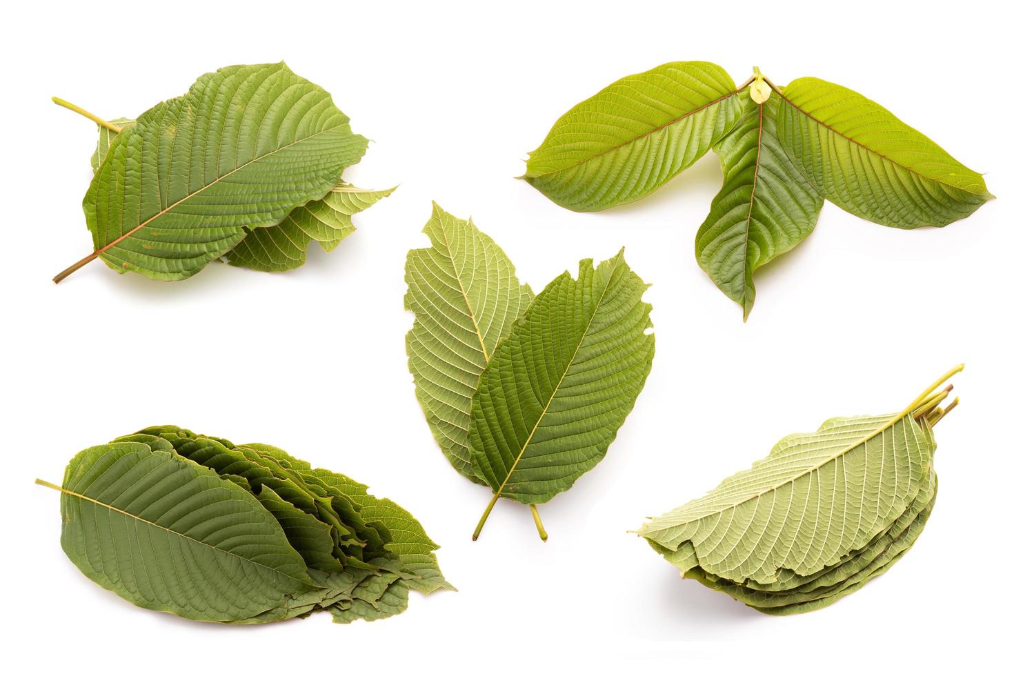 Fresh Mitragyna speciosa leaf or kratom tree. Studio shot isolated on white photo