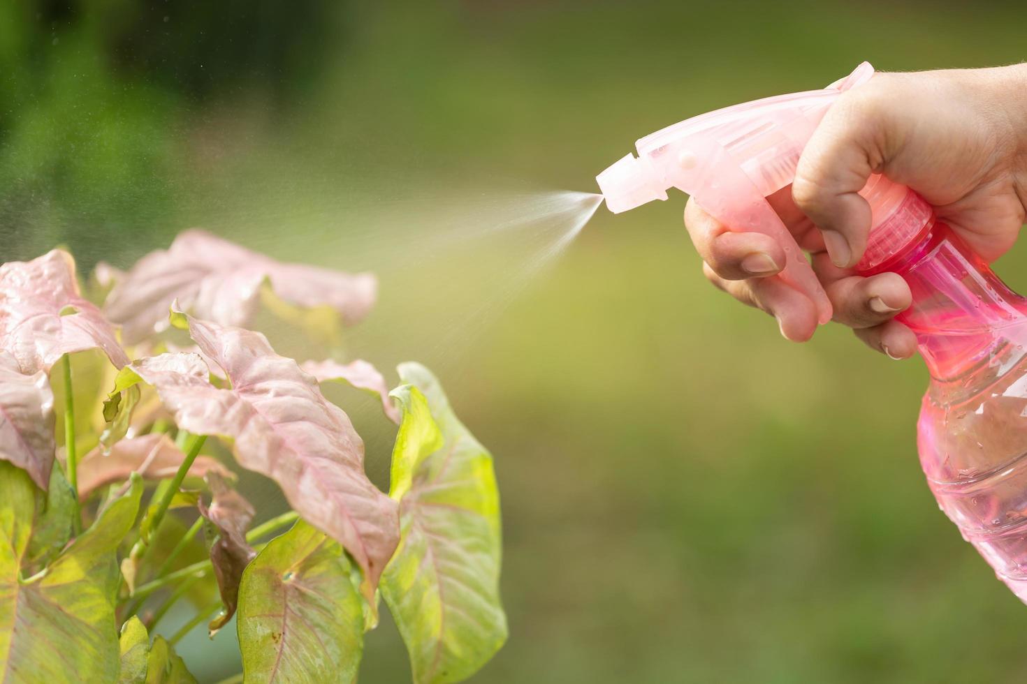 Hand using pink spray to watering the plant in morning time. photo