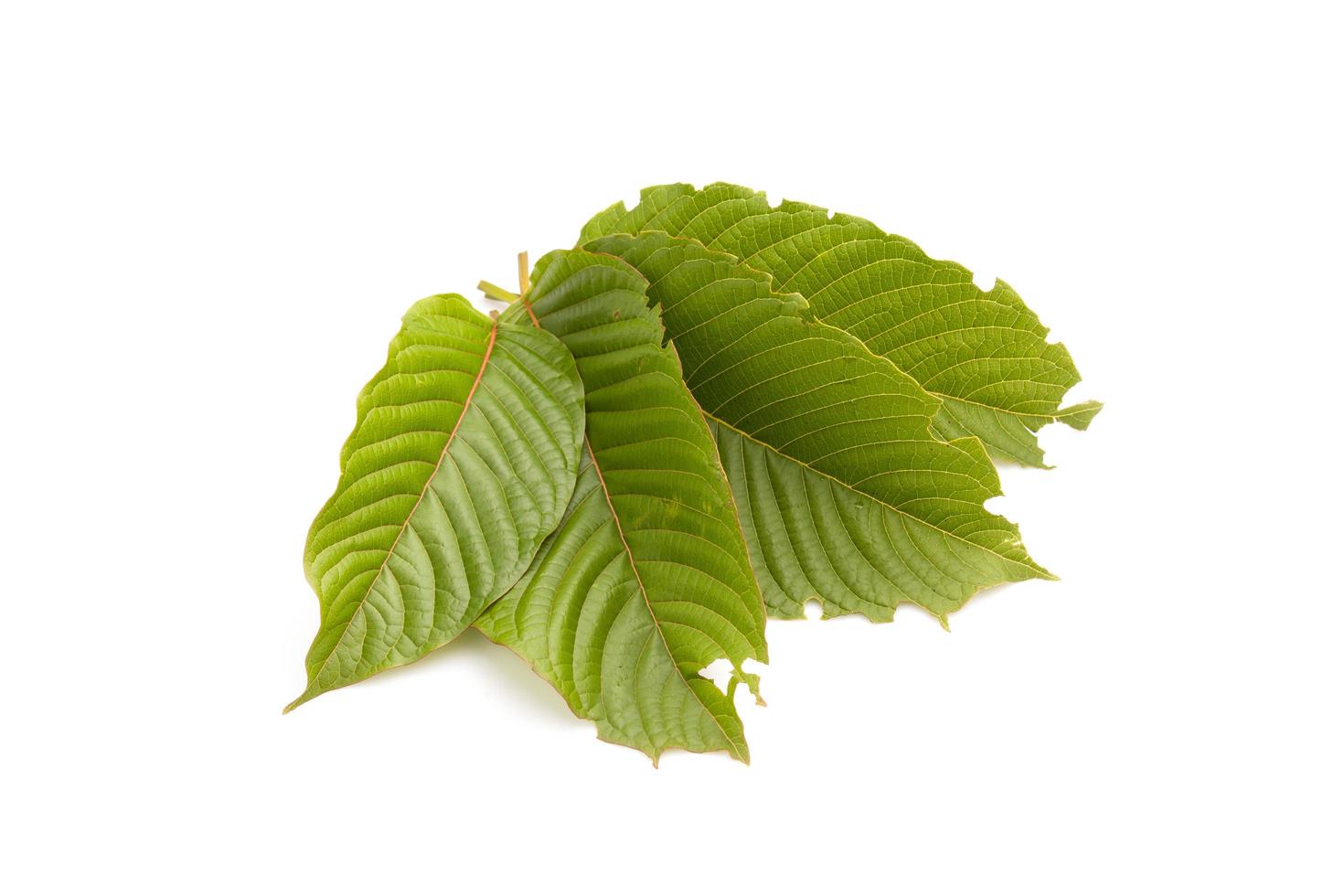 Fresh Mitragyna speciosa leaf or kratom tree. Studio shot isolated on white photo