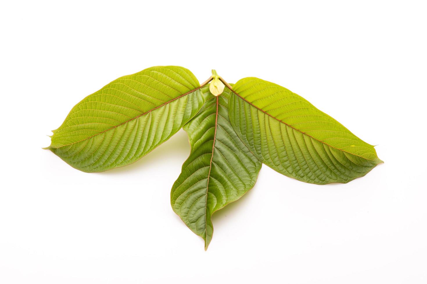 Fresh Mitragyna speciosa leaf or kratom tree. Studio shot isolated on white photo