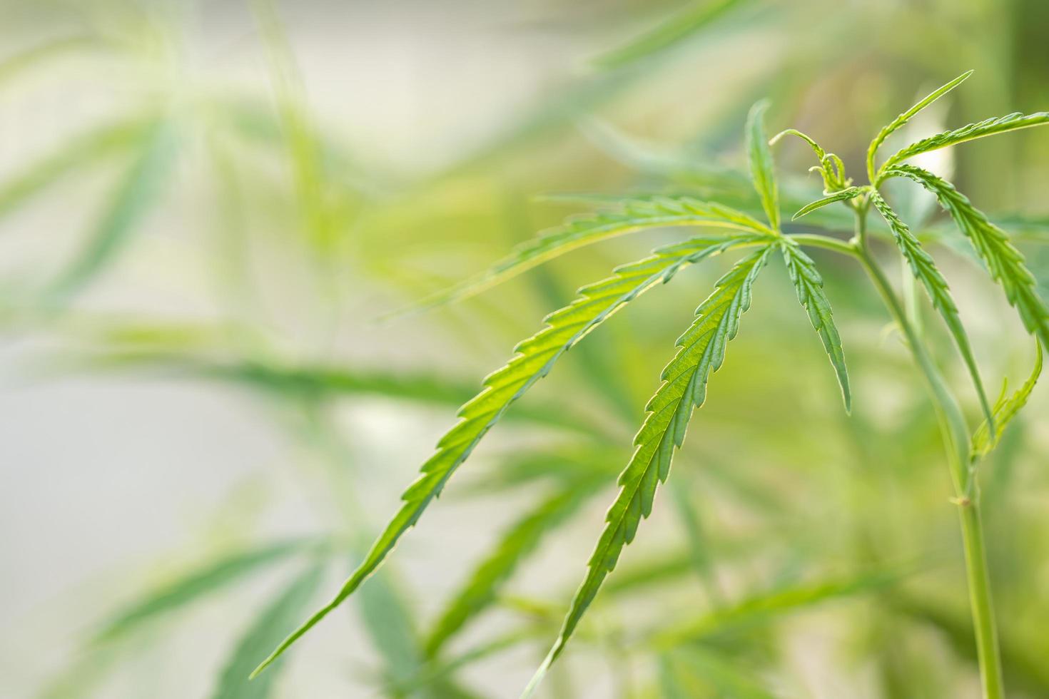 Macro leaf of green fresh of marijuana tree on wooden plank photo