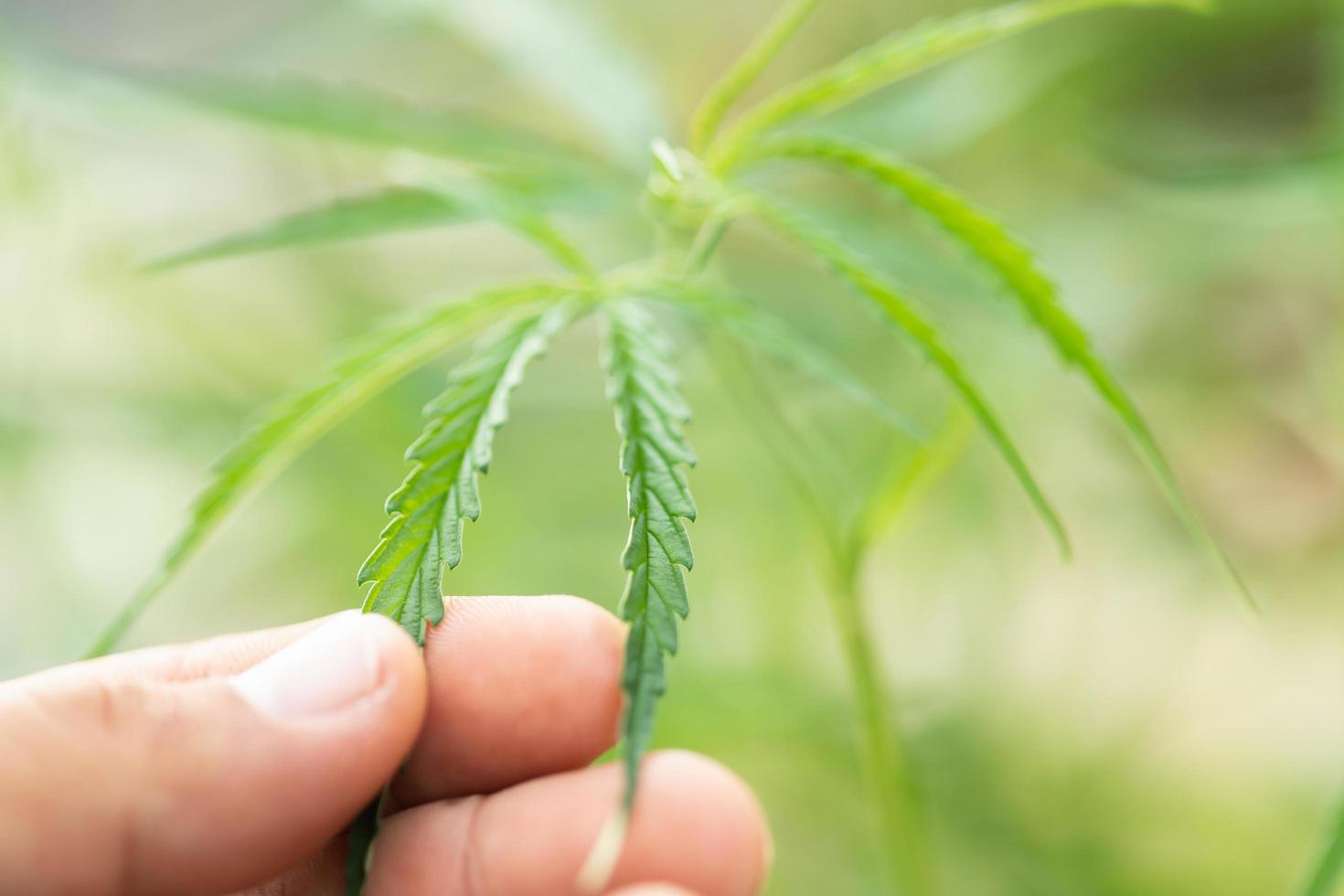 Hhand holding leaf of green fresh of marijuana tree. Soft focus on blur background photo