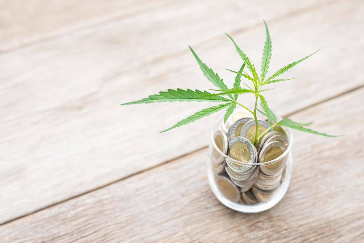 Leaf green fresh of marijuana tree in coin jar on wooden plank background, Growth and investment concept photo