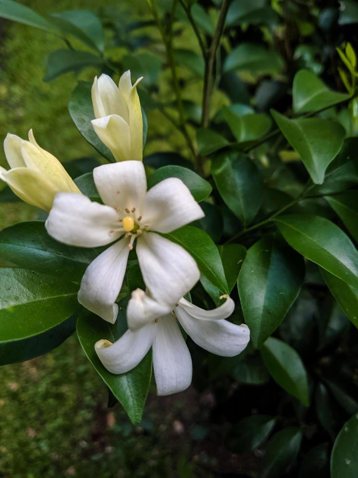 White flower ornamental plant photo