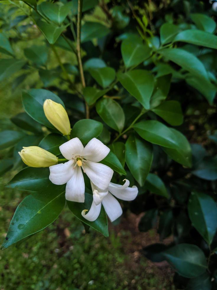 white flower ornamental plant photo