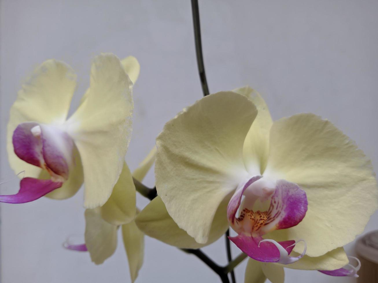 Orchid flower ornamental plants photo