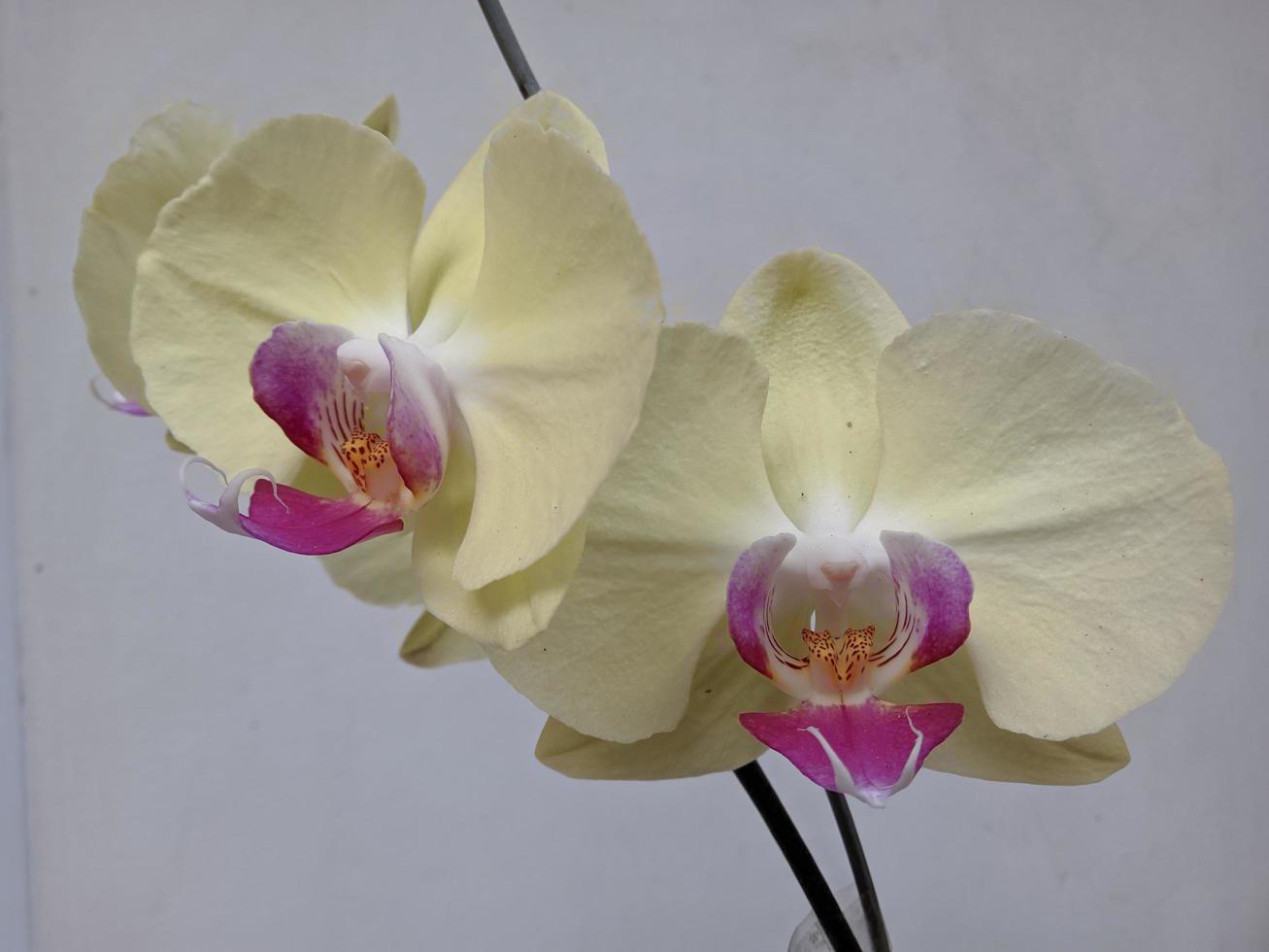 Ornamental plants White orchid flowers photo