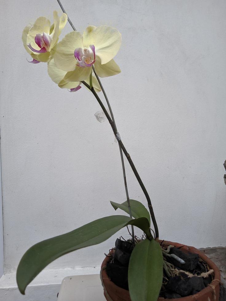 Orchid flower ornamental plants photo