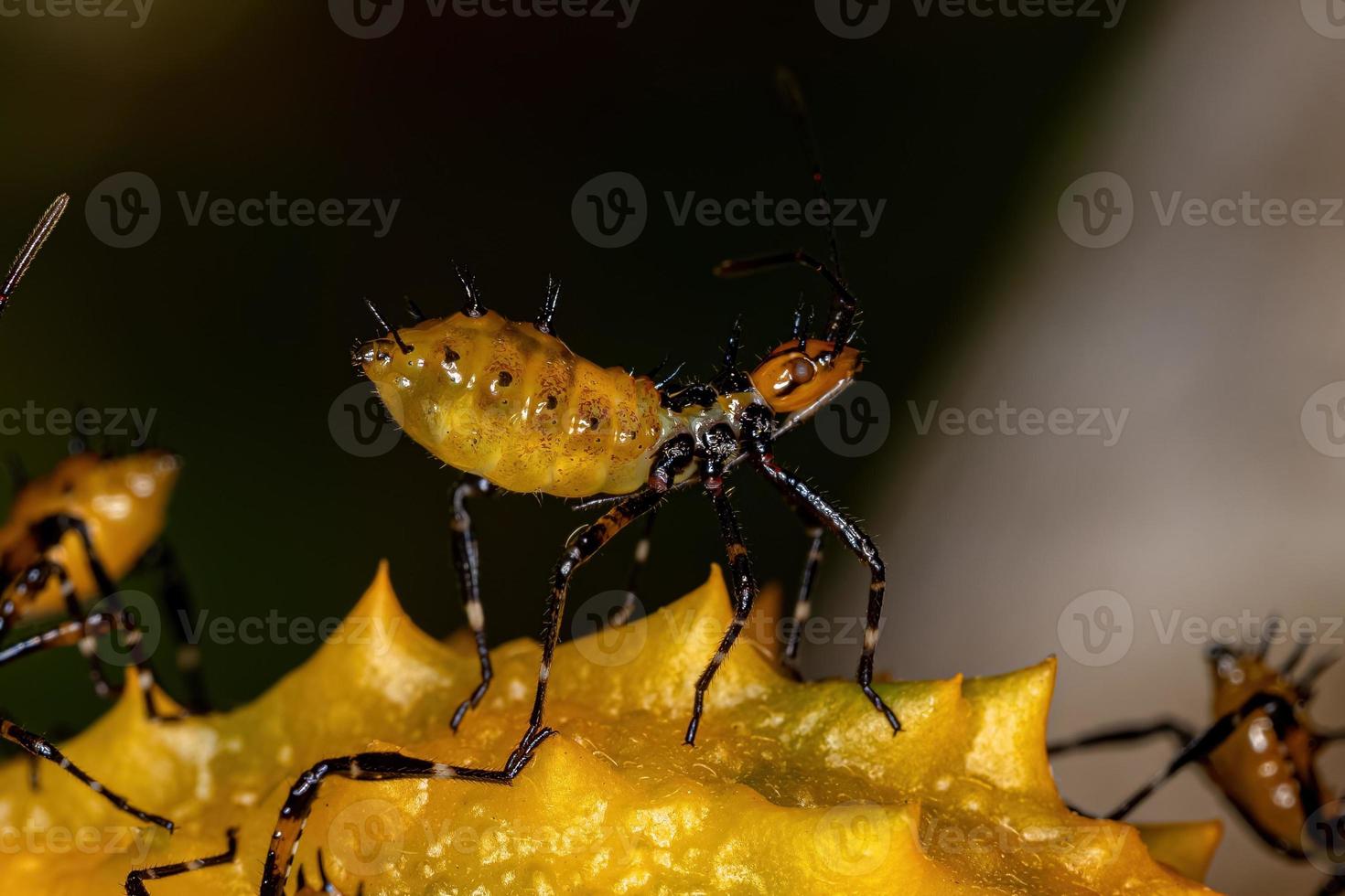 Leaf footed Bug Nymph photo