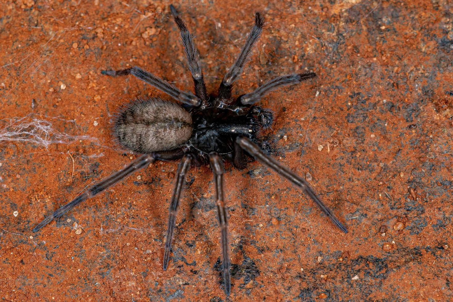 Adult Titanoecid Spider photo