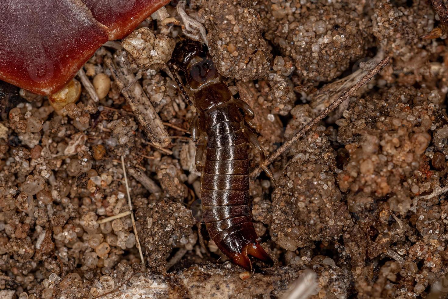 Small Common Earwig photo