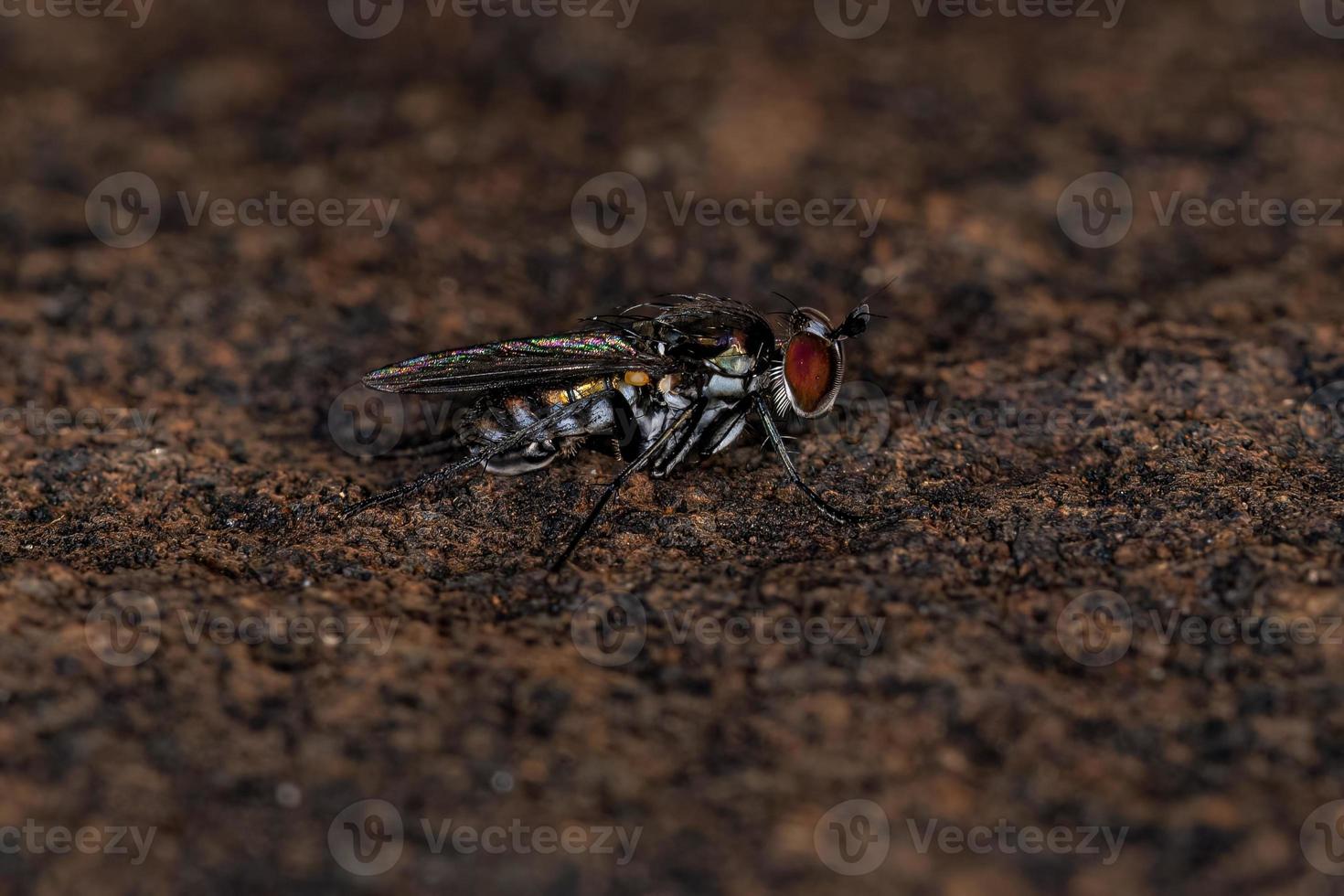 mosca de patas largas adulta foto