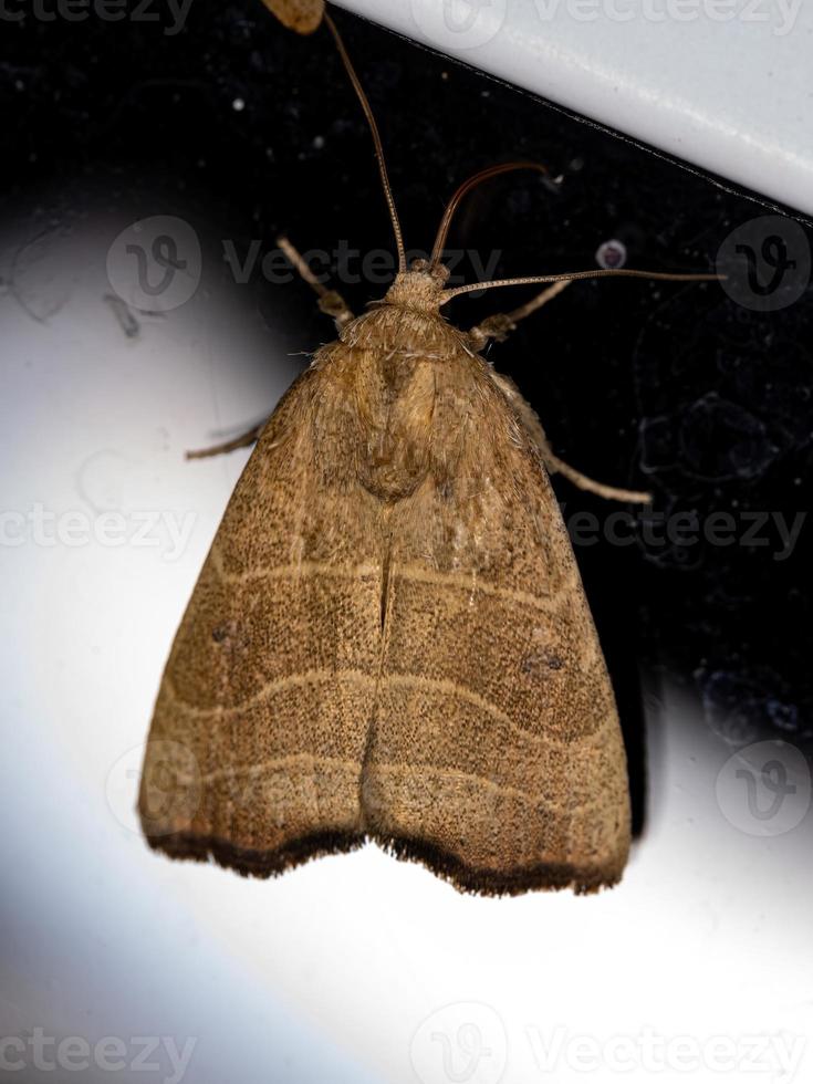 polilla de malva forrada ondulada adulta foto