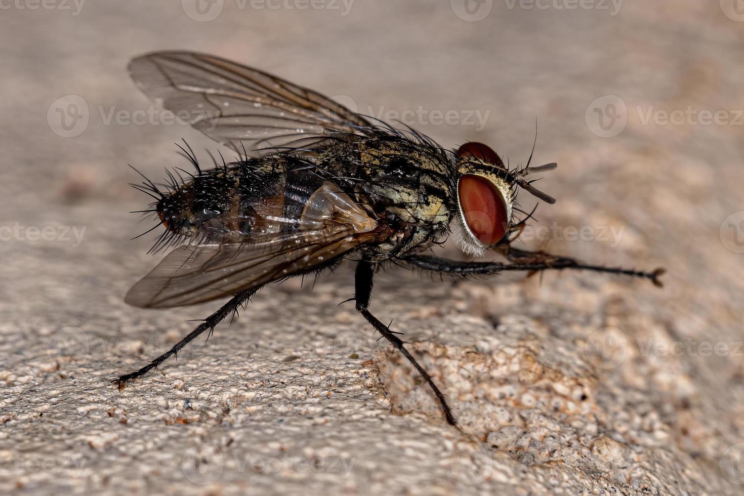 mosca de cerda adulta foto