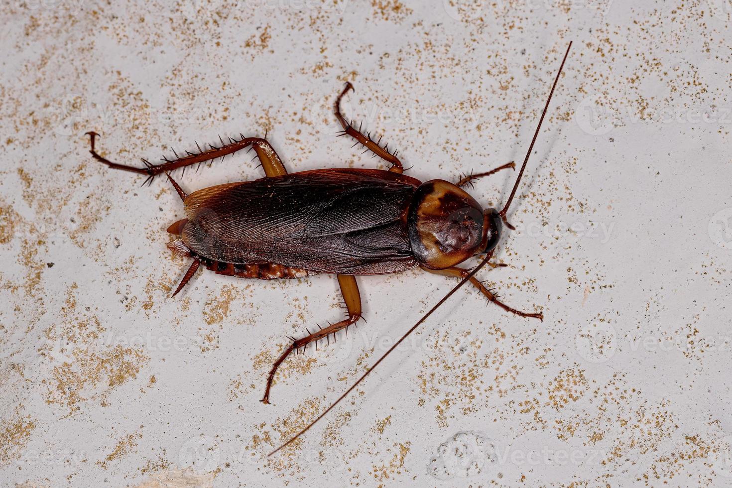 cucaracha americana adulta foto