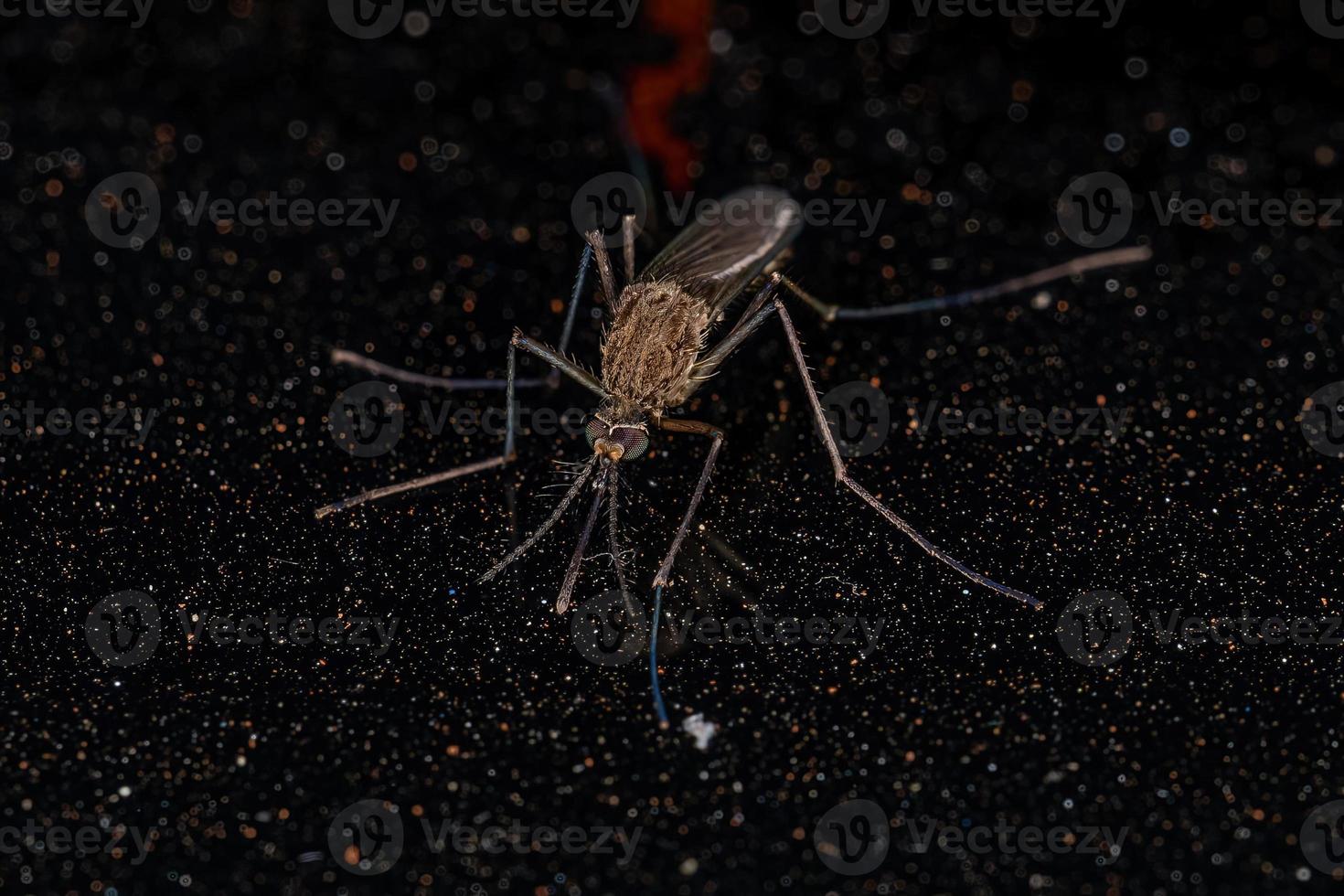 Adult Culicine Mosquito Insect photo