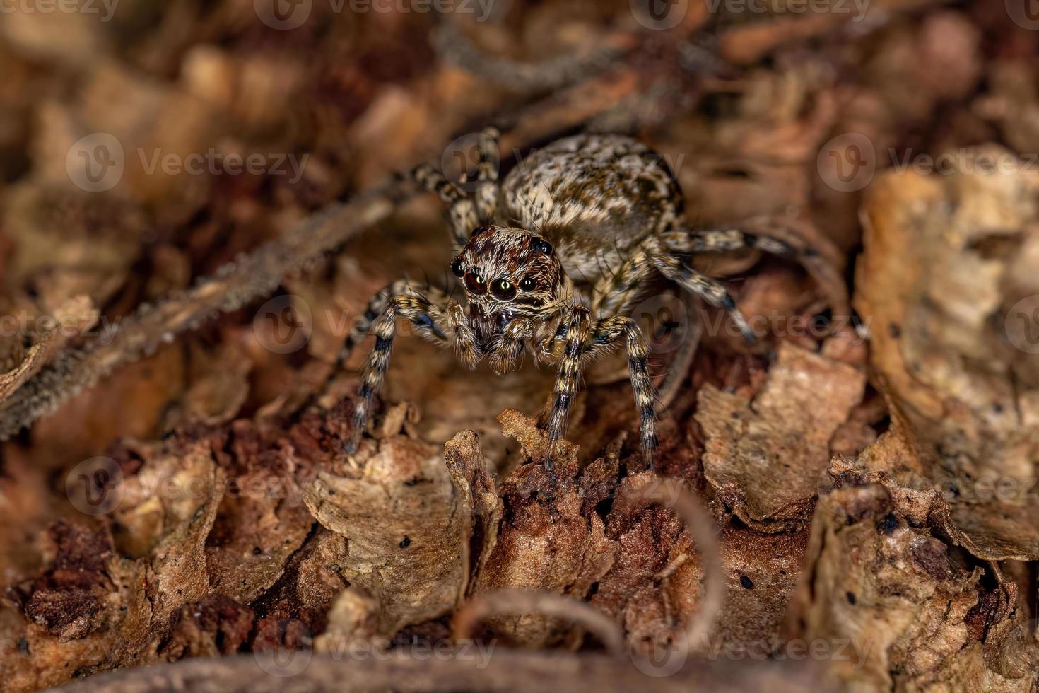 Small jumping spider photo