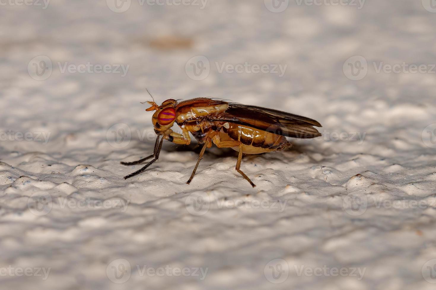Adult Acalyptrate Fly photo