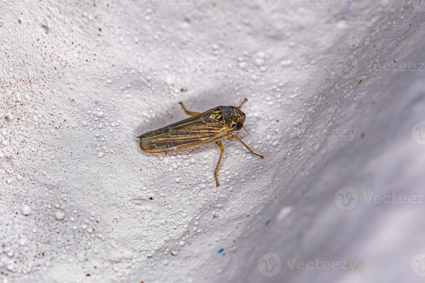 insecto tirador pequeño adulto foto