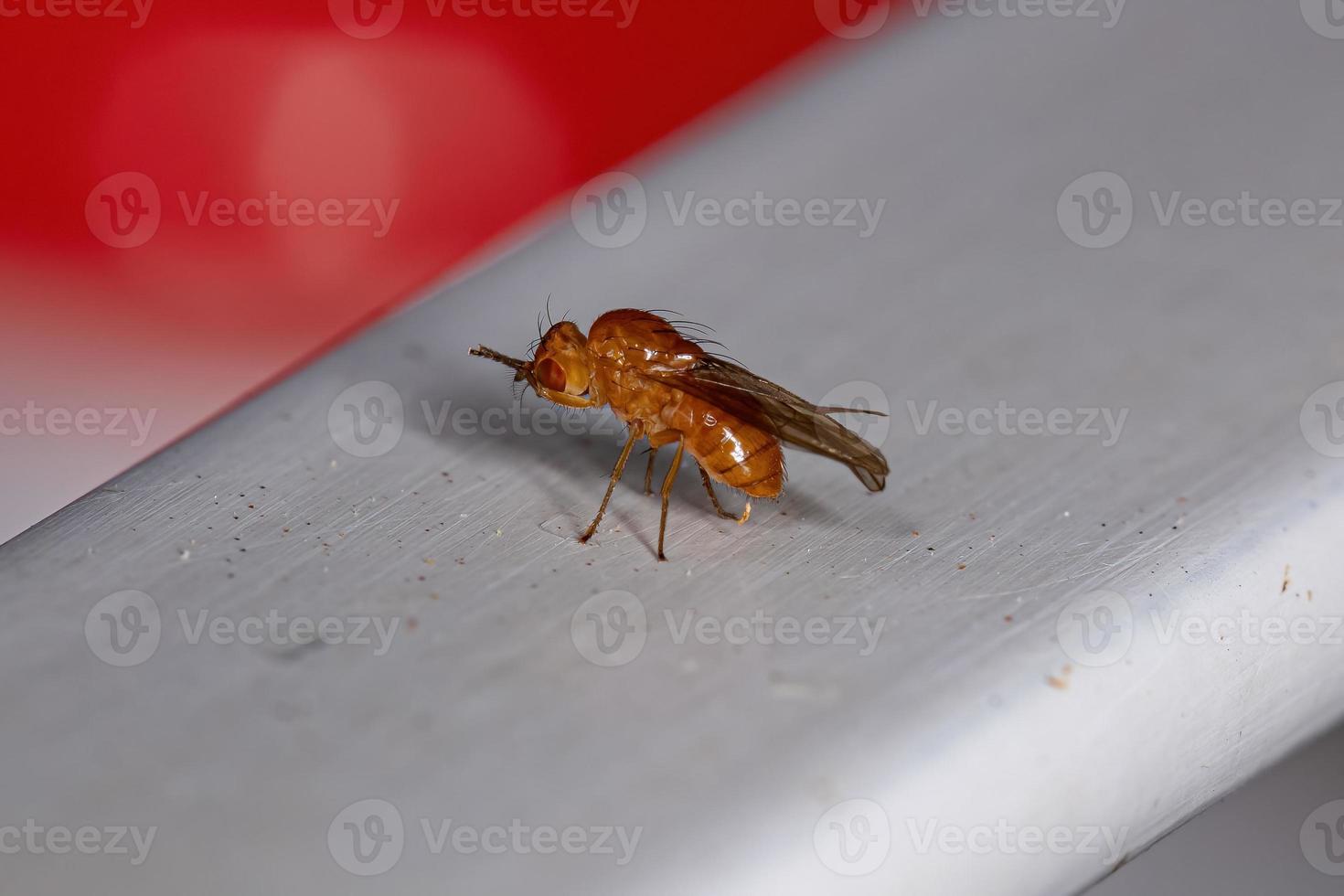 Adult Acalyptrate Fly photo