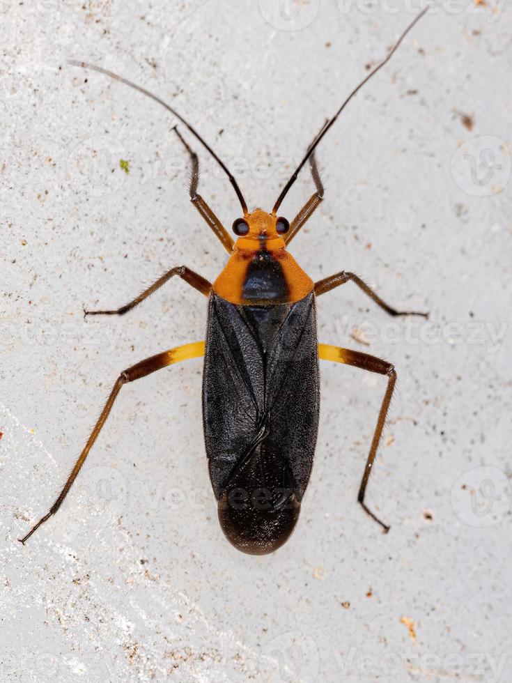 Adult Plant Bug photo