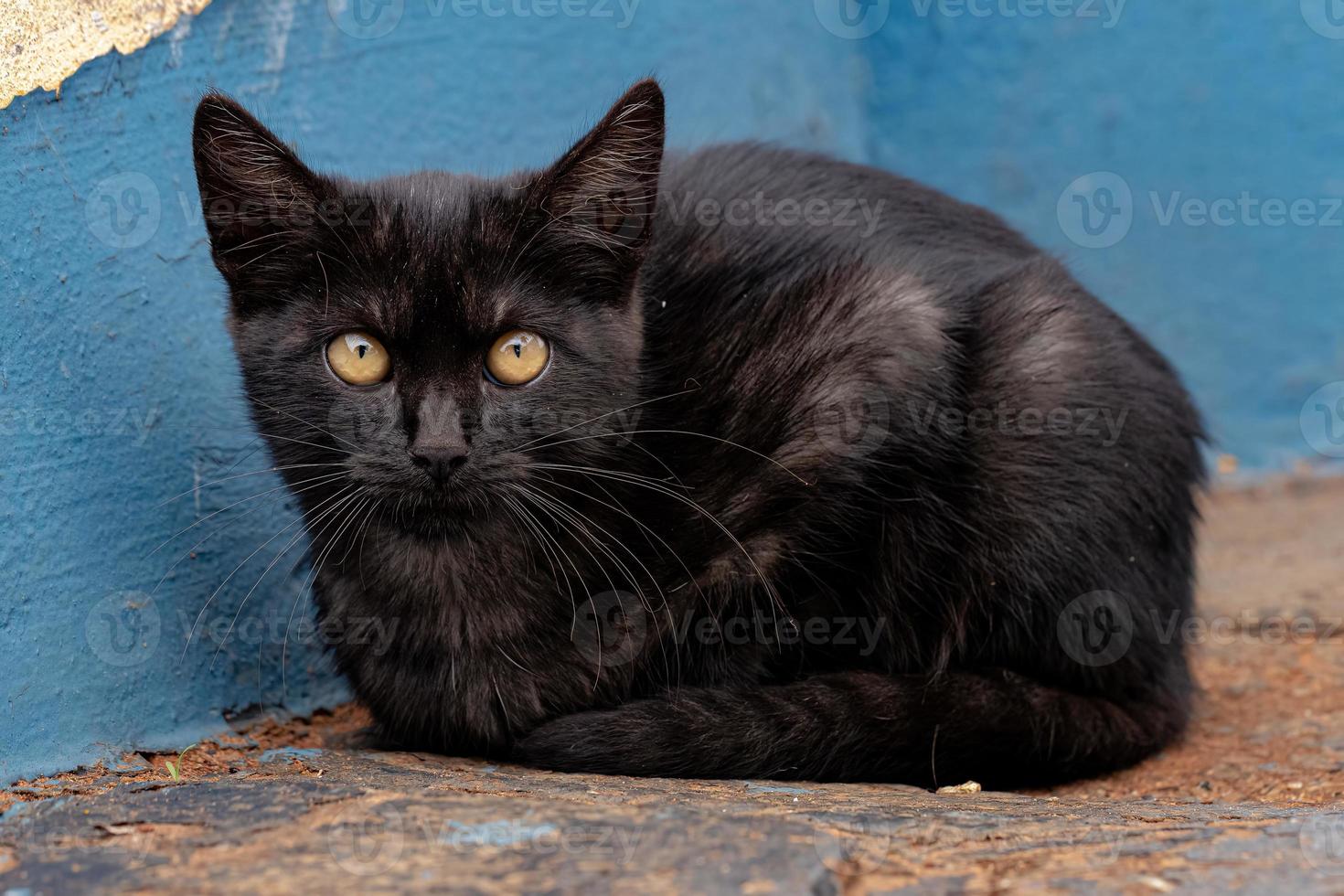 Black Young Feral domestic cat photo