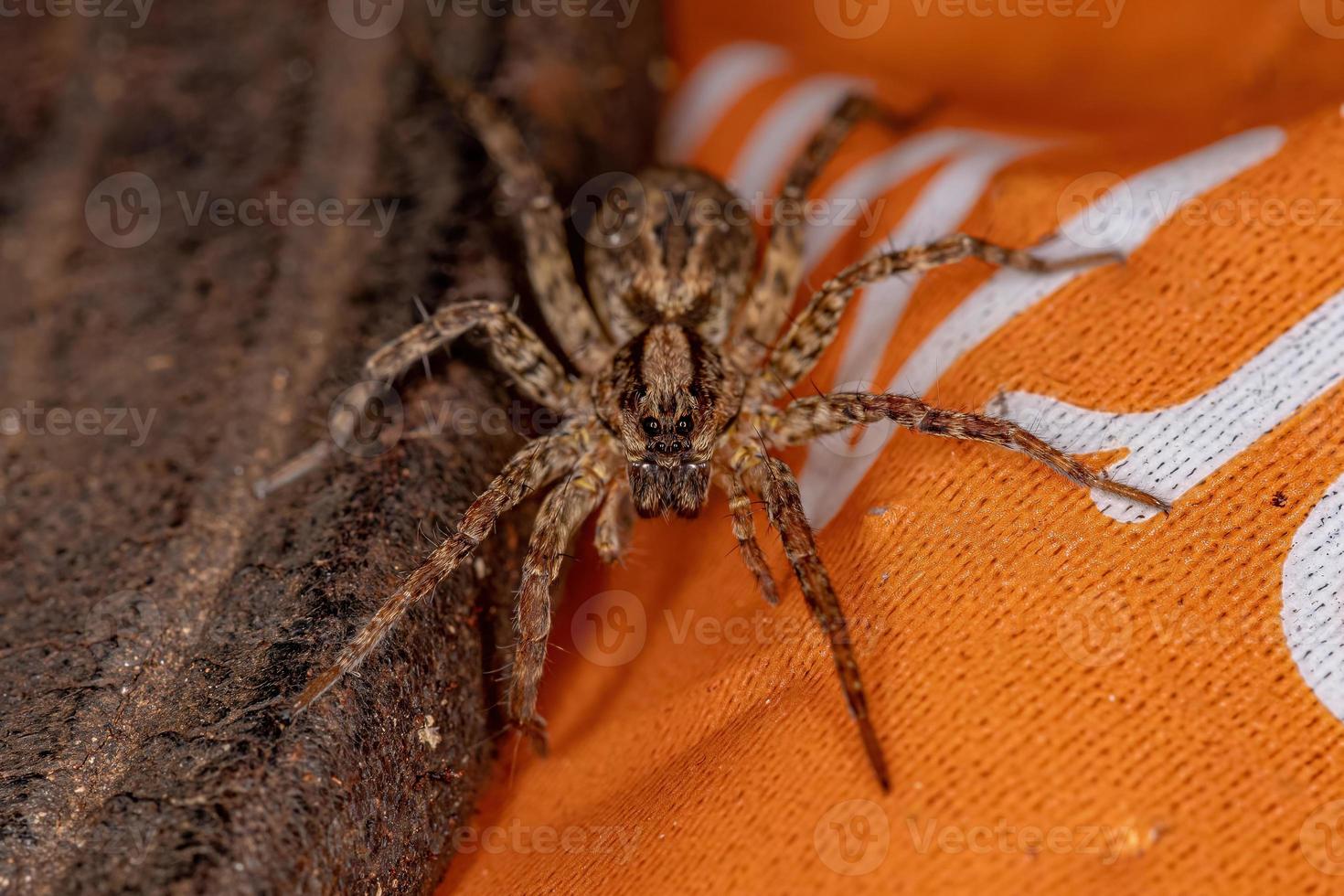 Small Wolf Spider photo