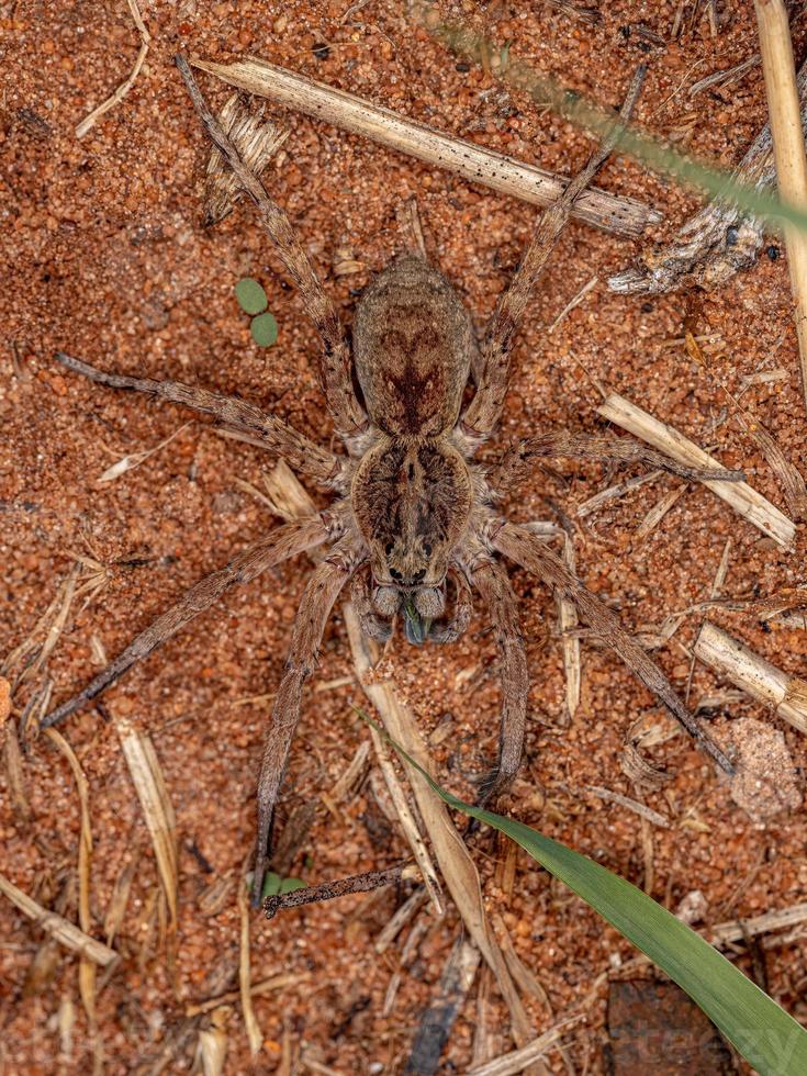 Small Wolf Spider photo