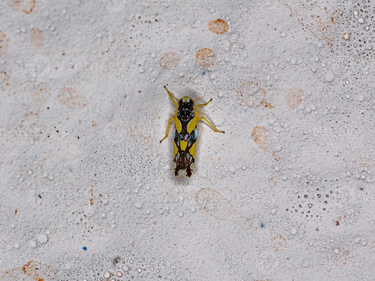Adult Brazilian Leafhopper photo