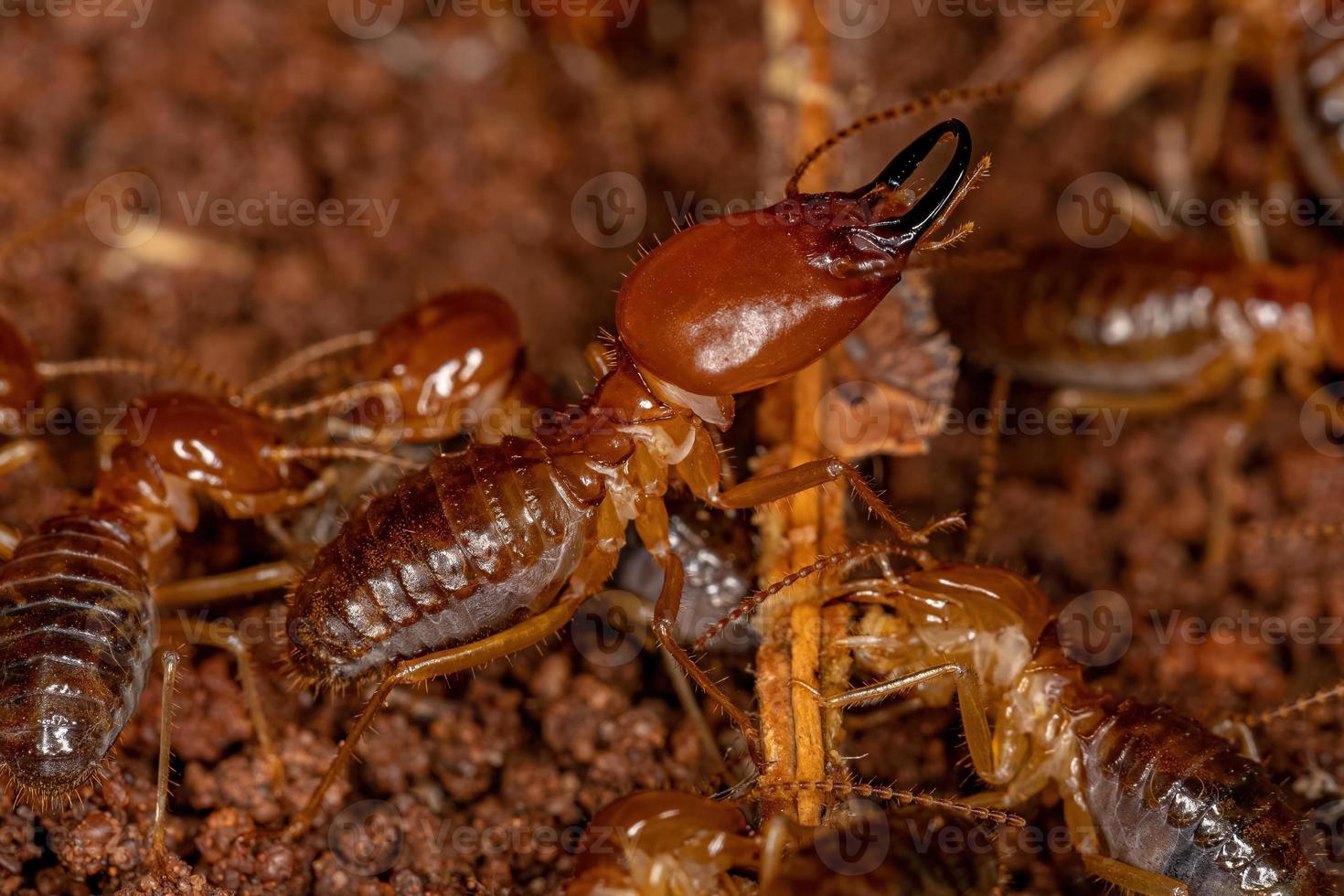 Adult Jawsnouted Termites photo