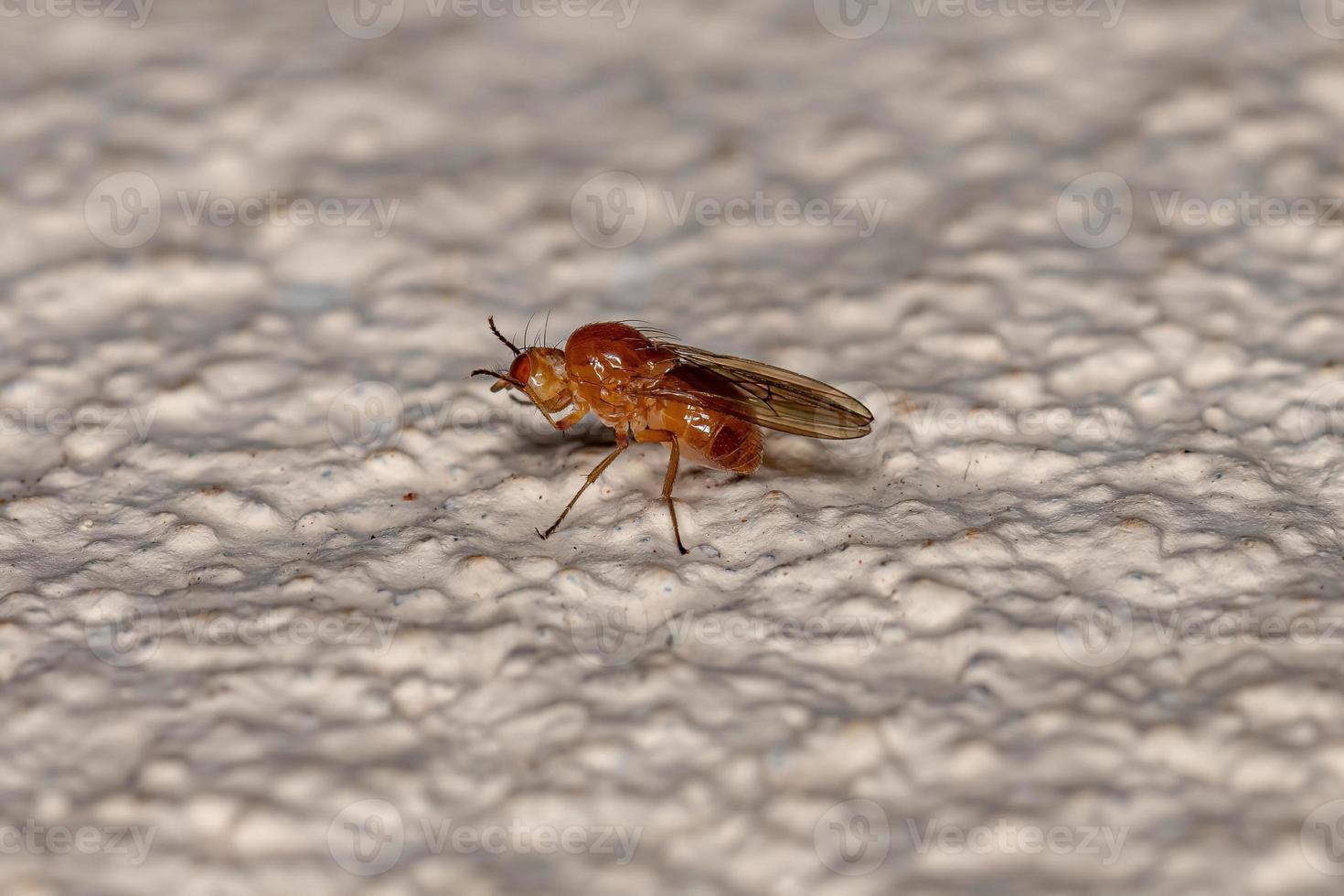 Adult Acalyptrate Fly photo