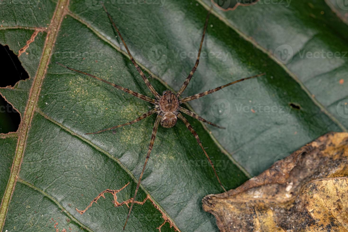 araña de tela de vivero adulta foto