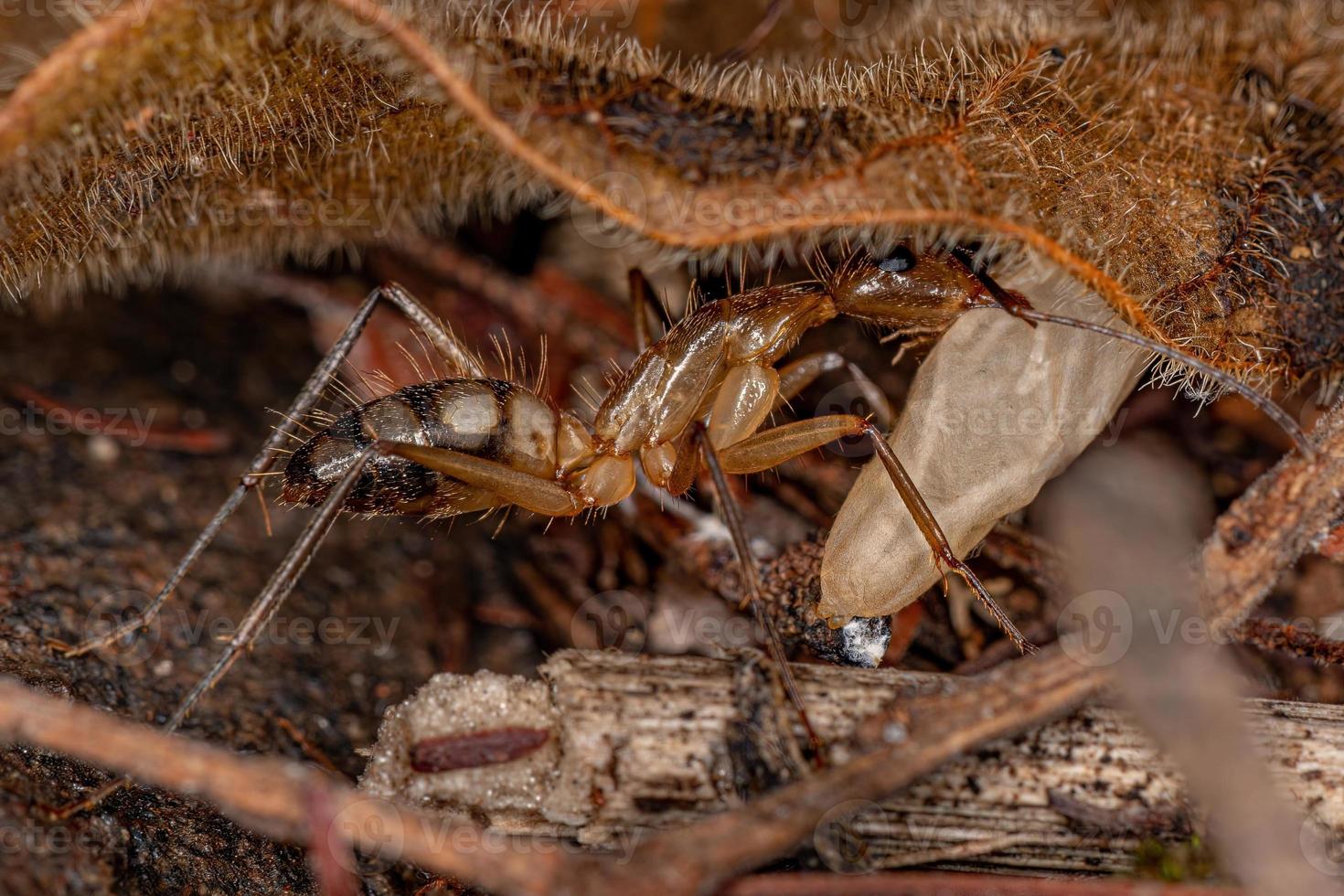 Adult Female Carpenter Ant photo