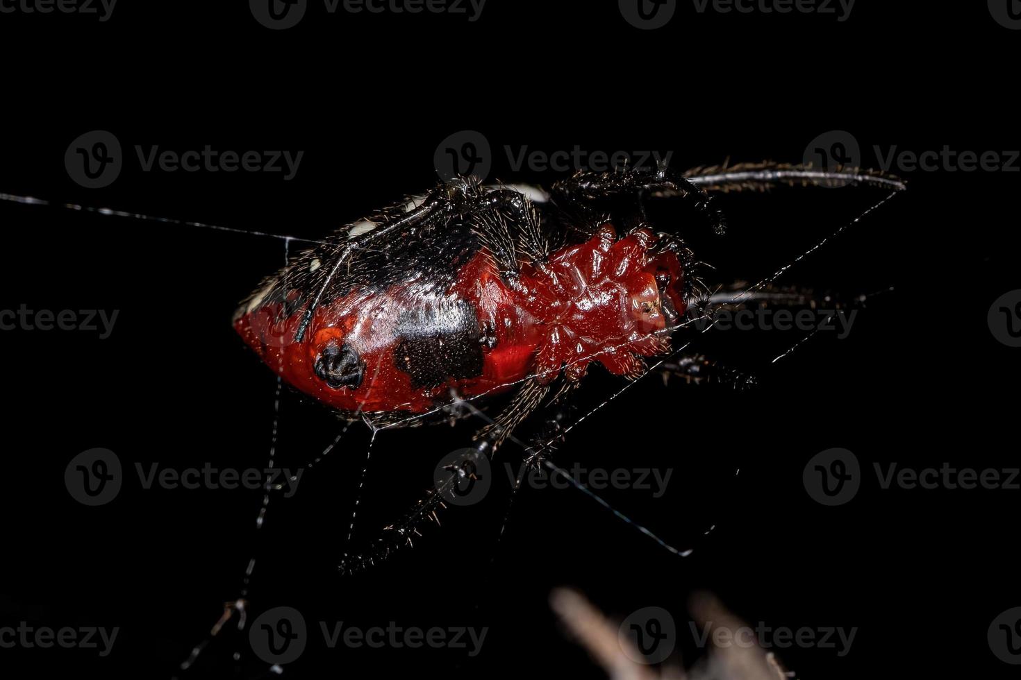 Adult Typical Orbweaver Spider photo