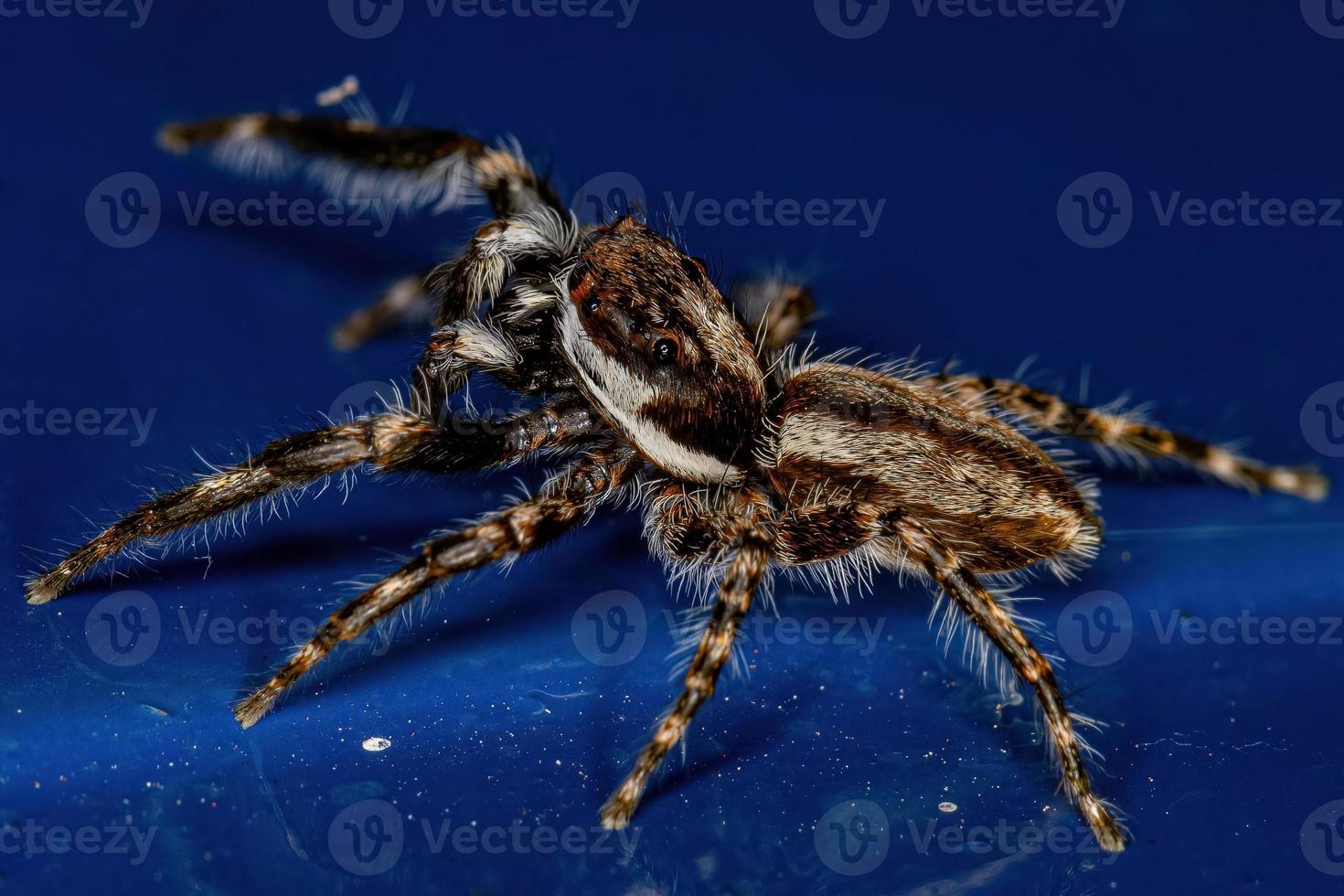 Adult Male Gray Wall Jumping Spider photo