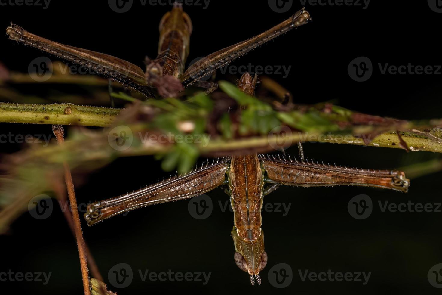 Monkey Grasshopper Nymph photo