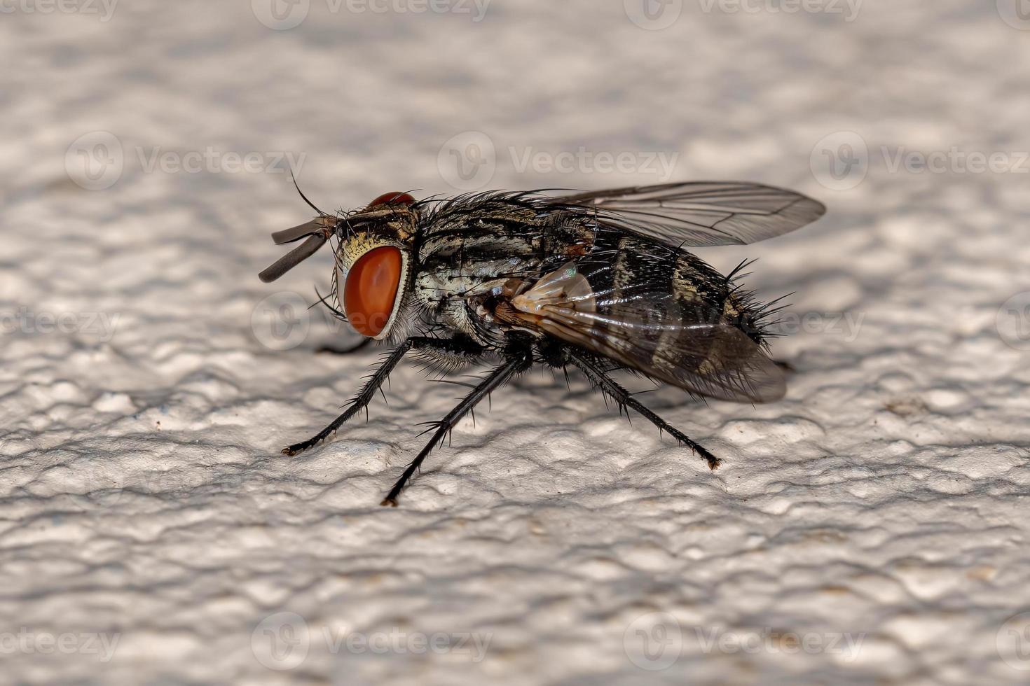 Adult Bristle Fly photo