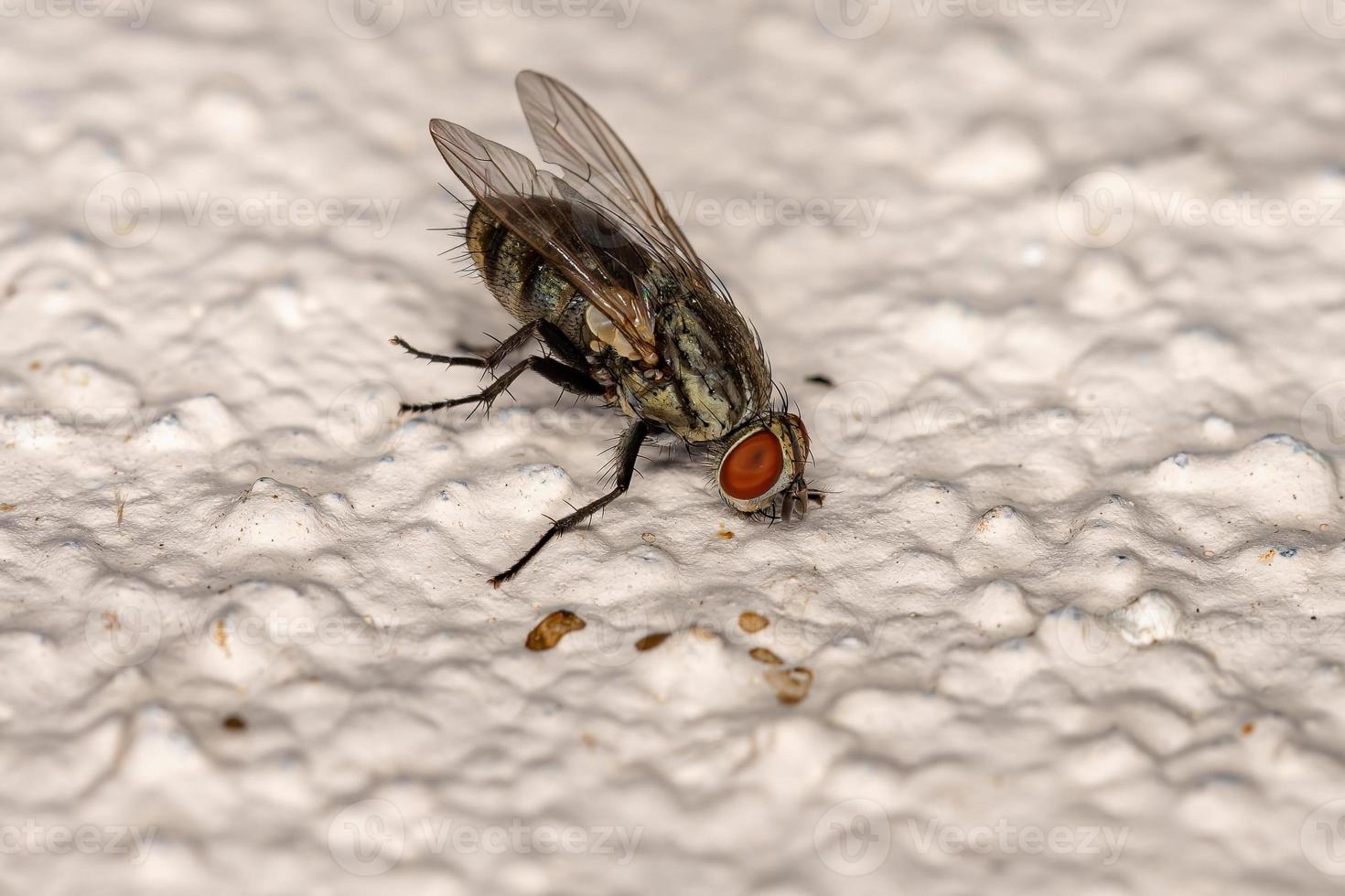 Adult Flesh Fly photo