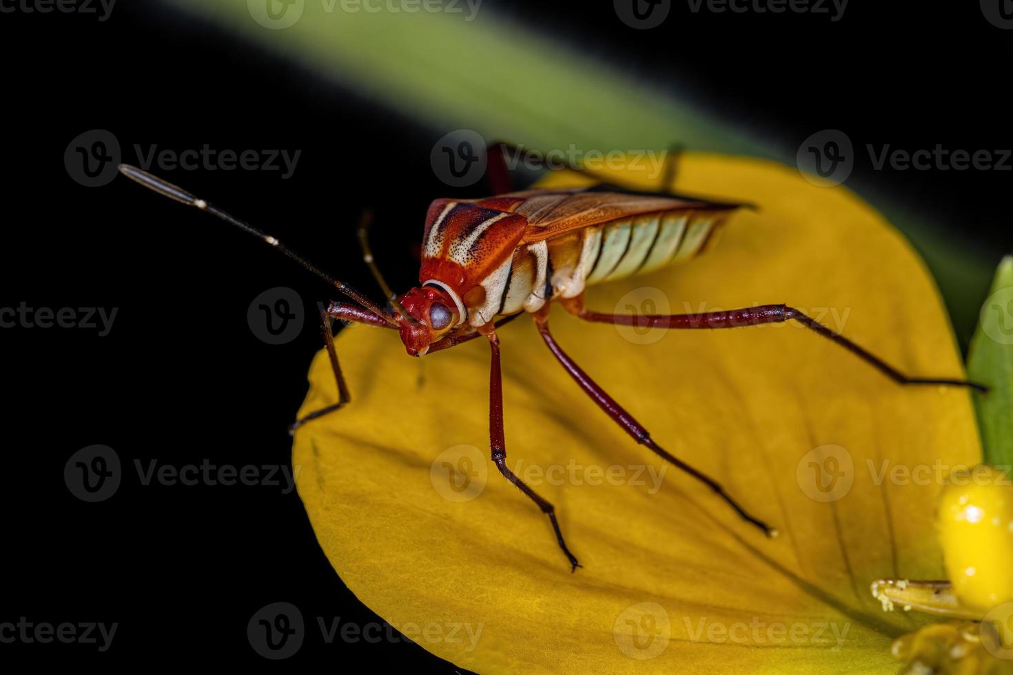 Adult Leaf-footed Bug photo