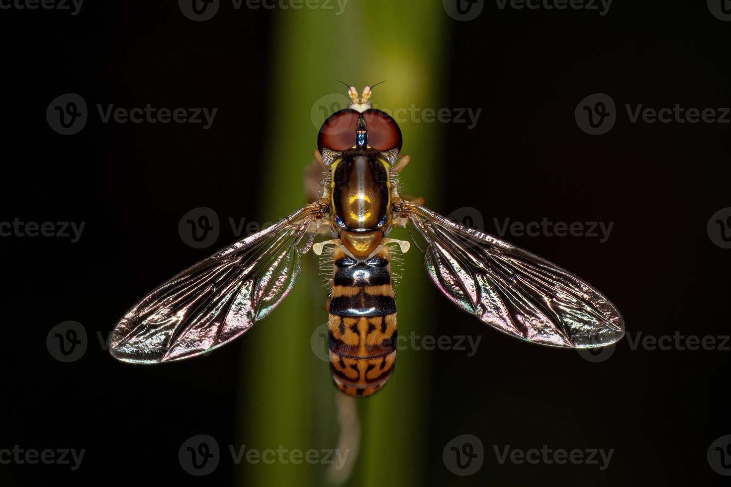 Adult Calligrapher Fly photo