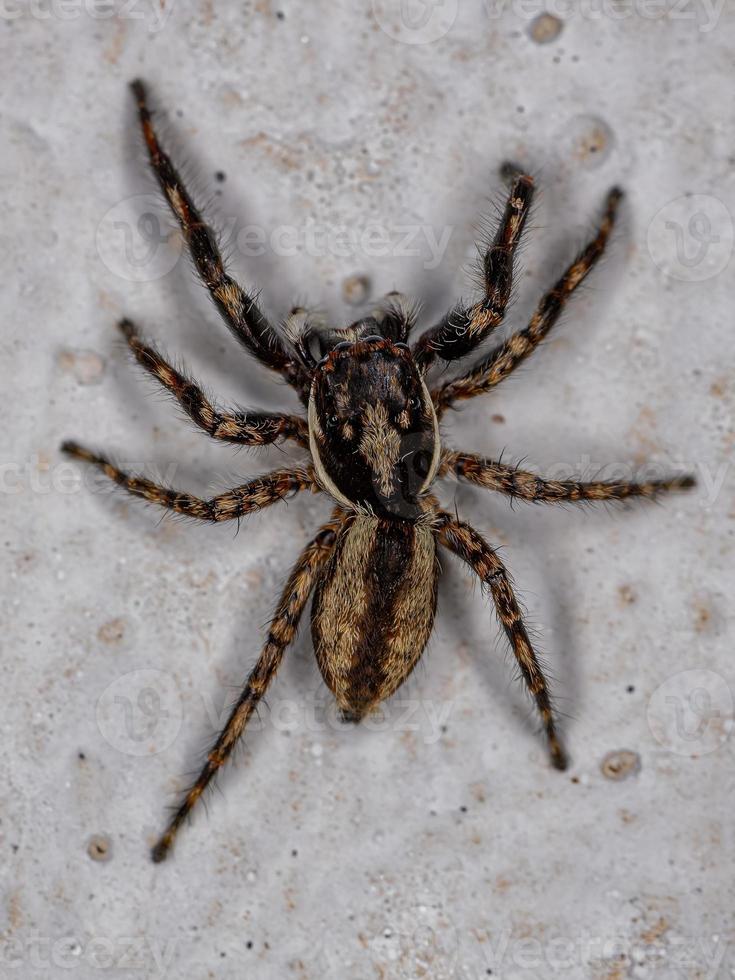 araña saltadora de pared gris macho adulto foto