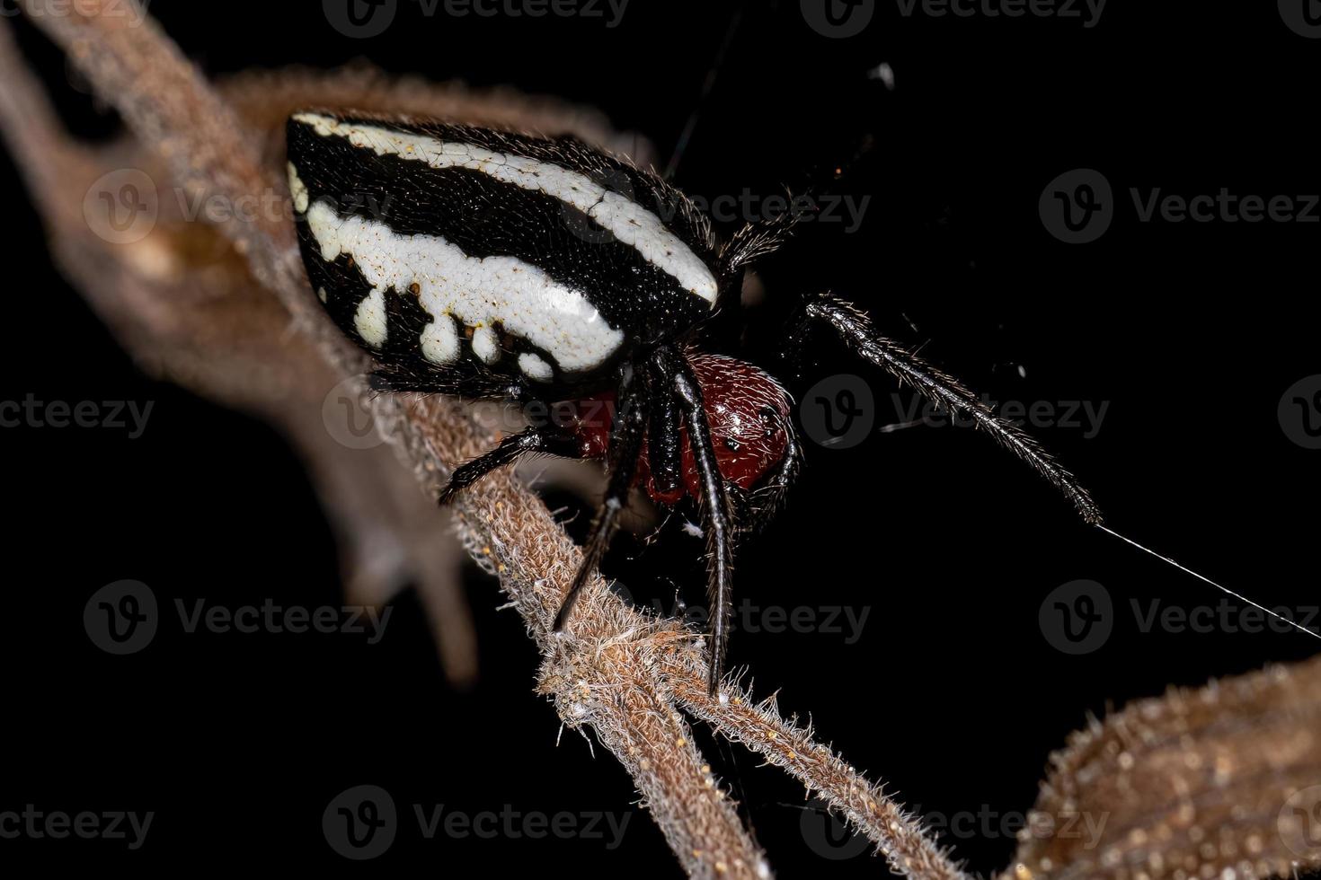 araña tejedora orbital típica adulta foto