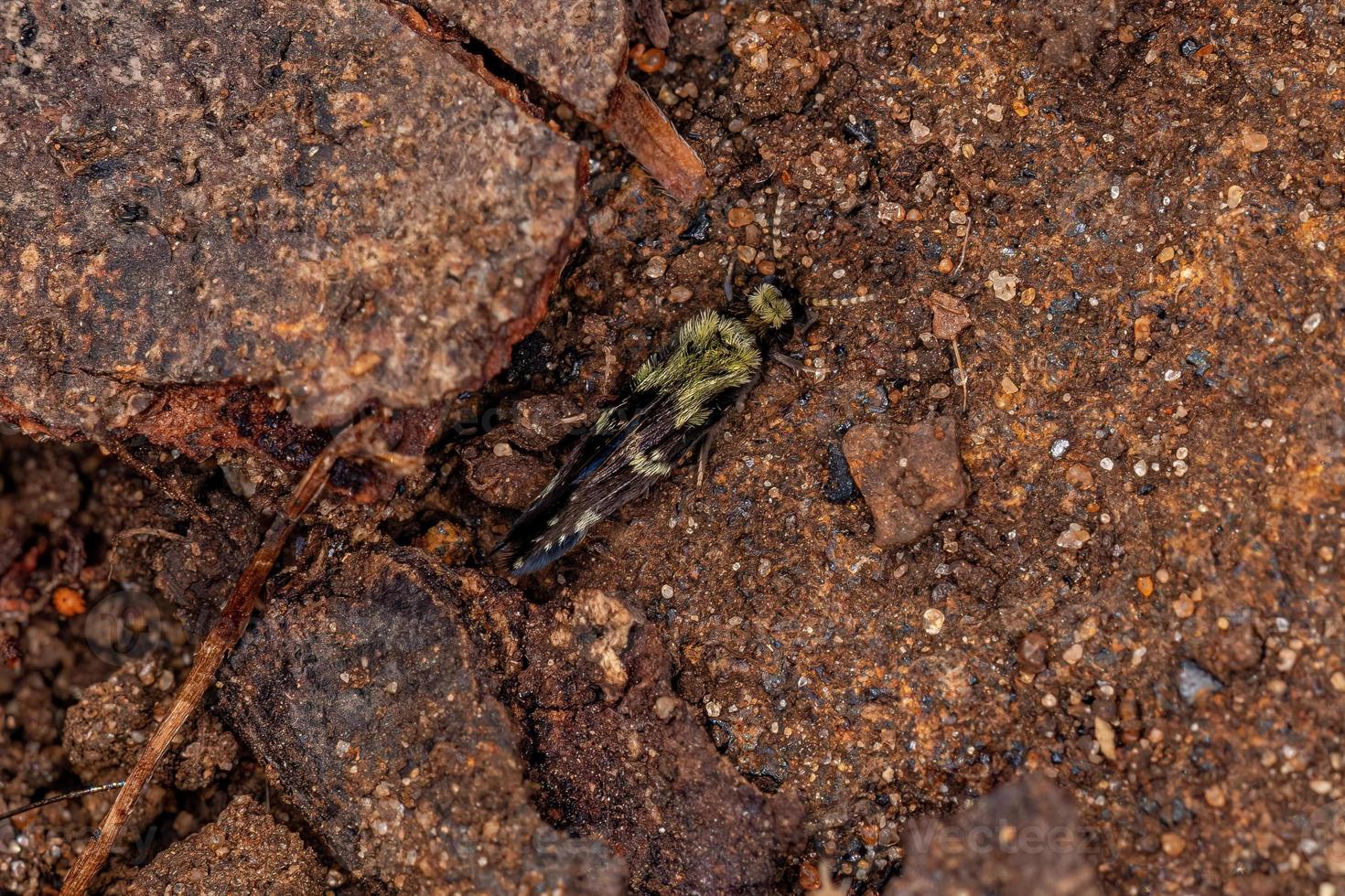 pequeño insecto microcaddisfly foto