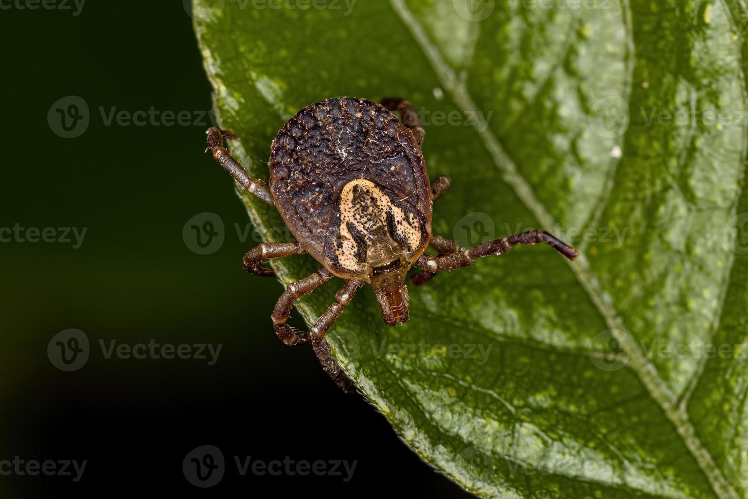 garrapata de cayena adulta hembra foto