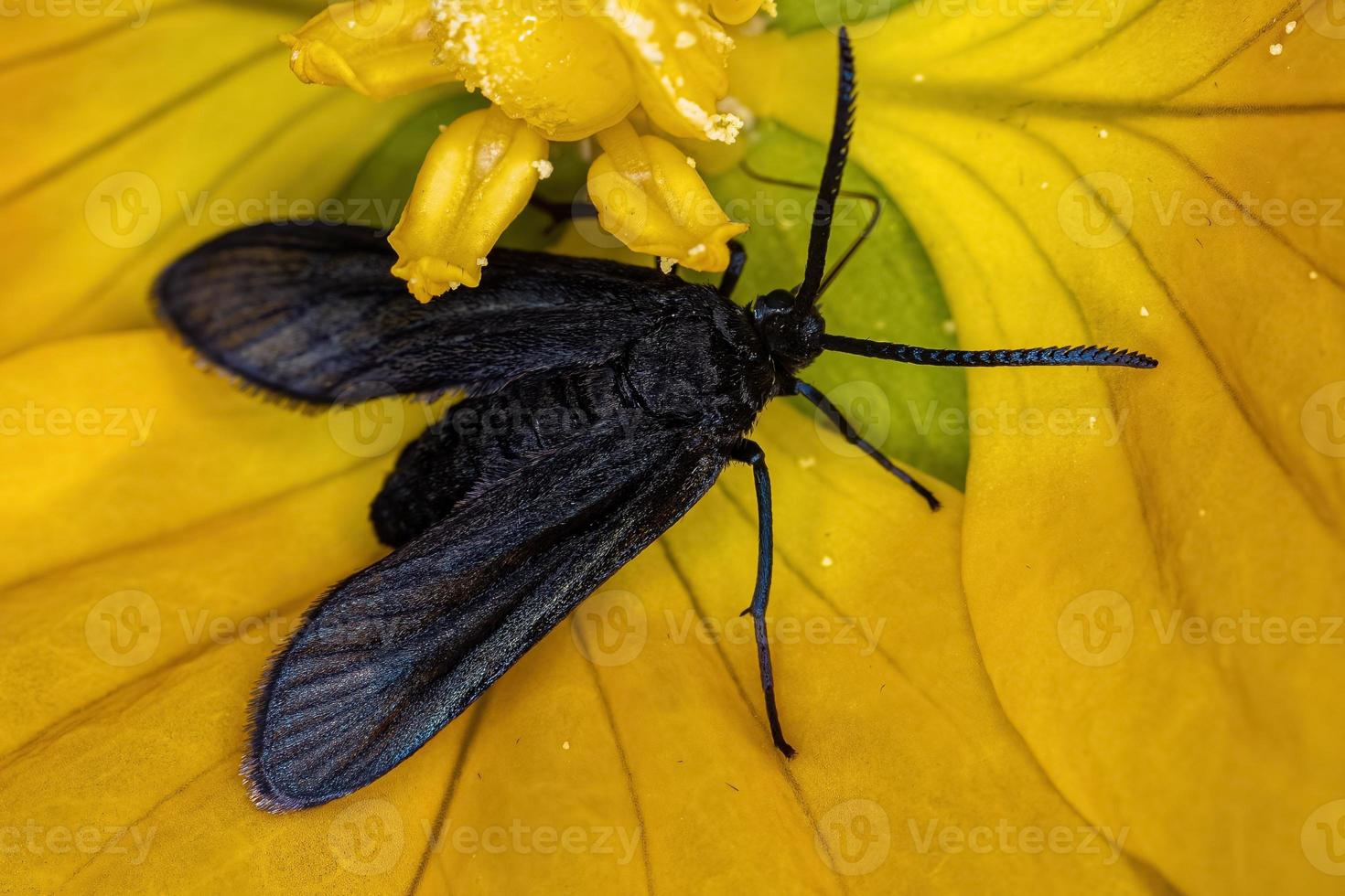 Adult Tiger Moth photo
