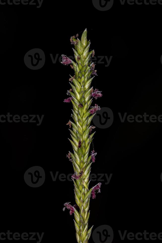 Small Grass Flower photo