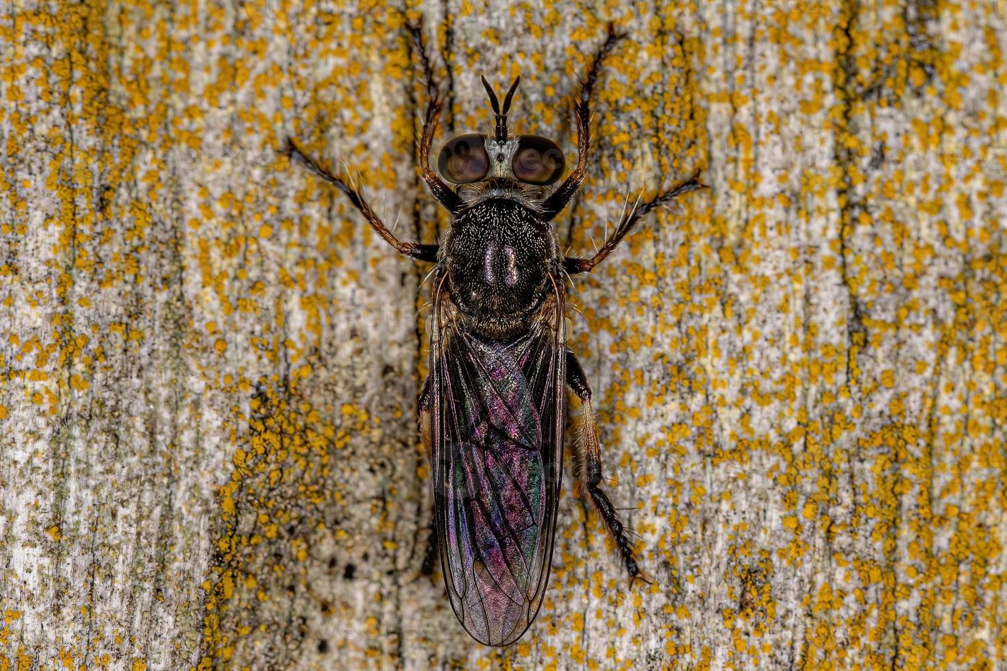 mosca ladrón adulto foto