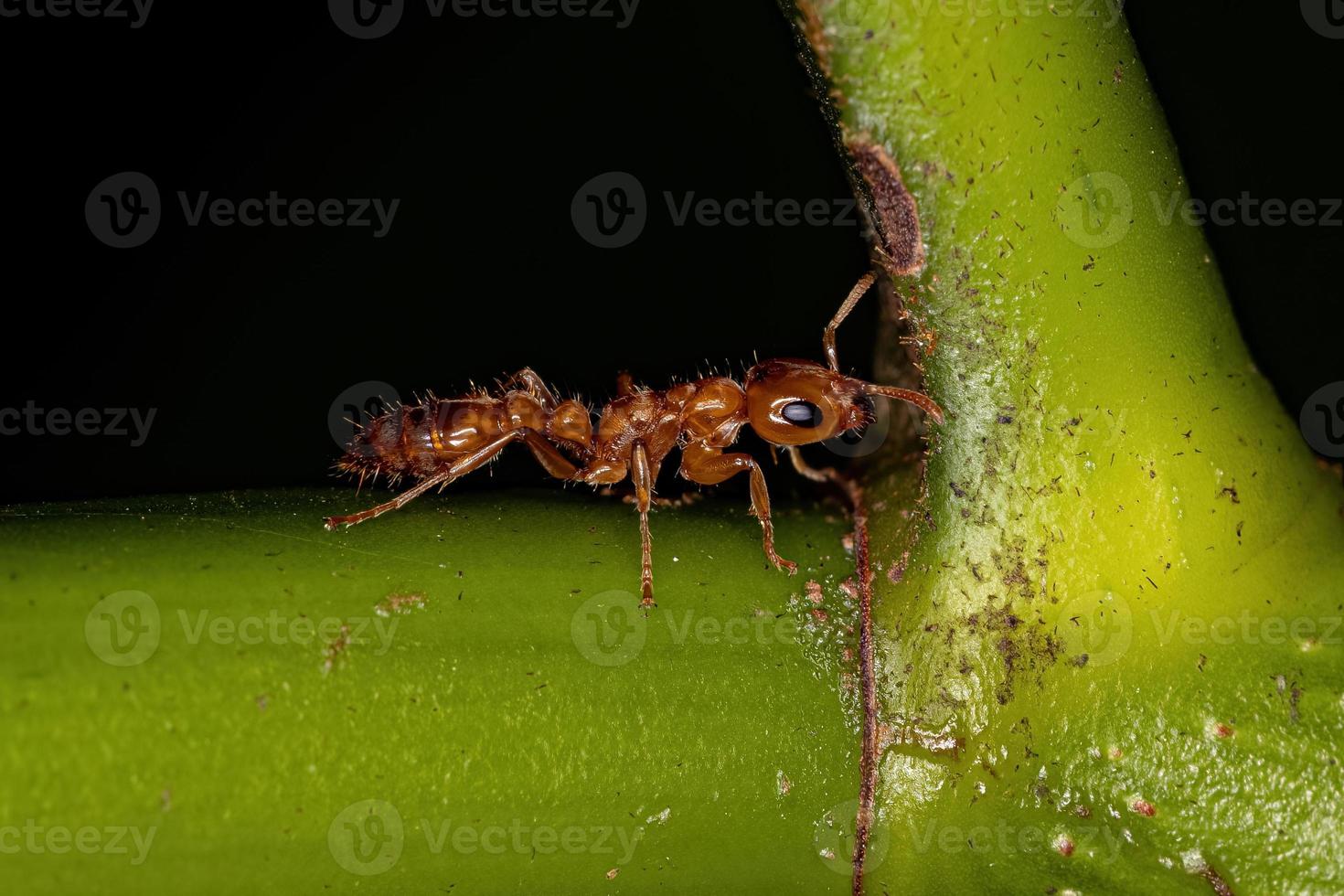 Adult Female Twig Ant photo