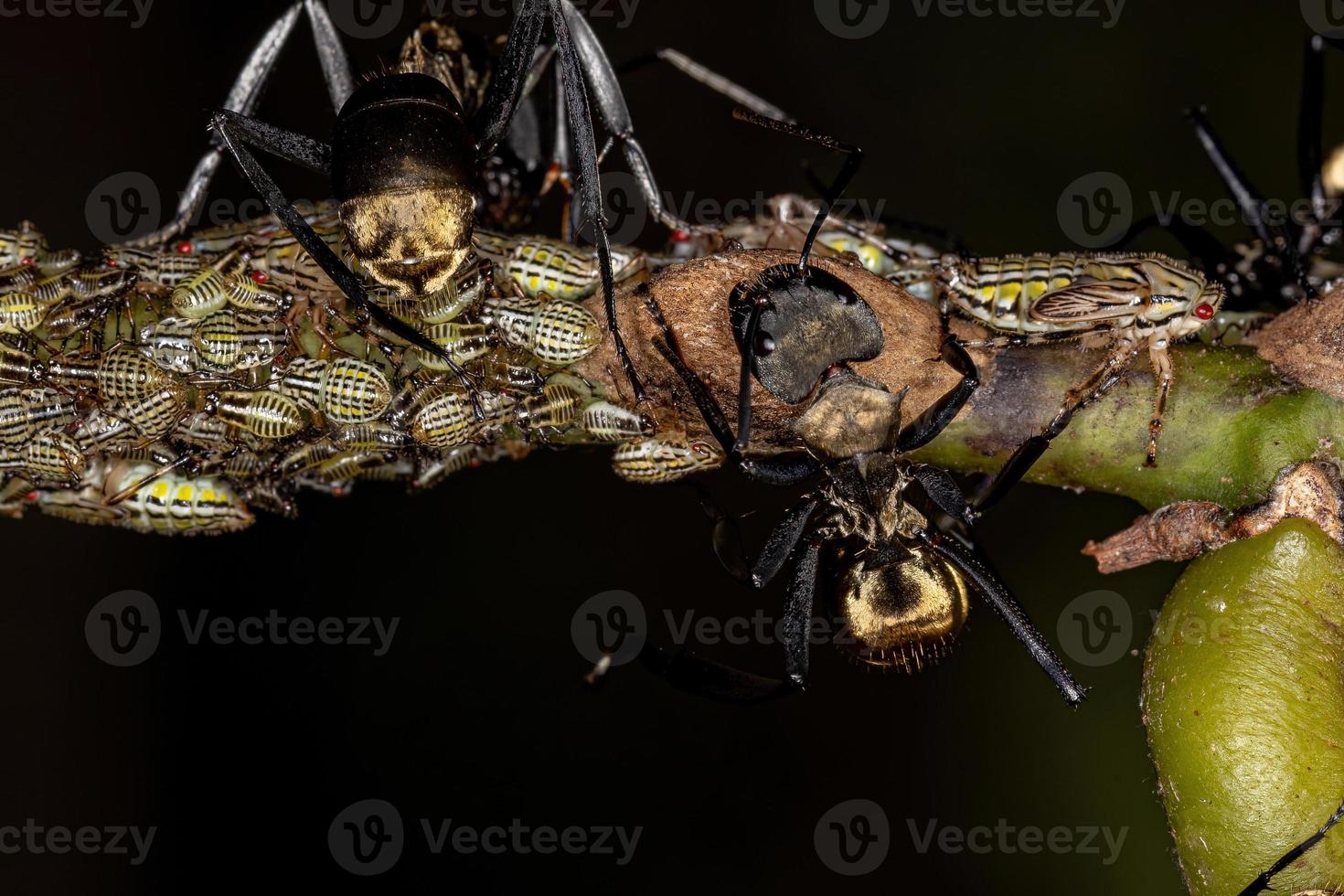 Hembra adulta brillante hormiga de azúcar dorada con ninfas aetalionid treehopper foto